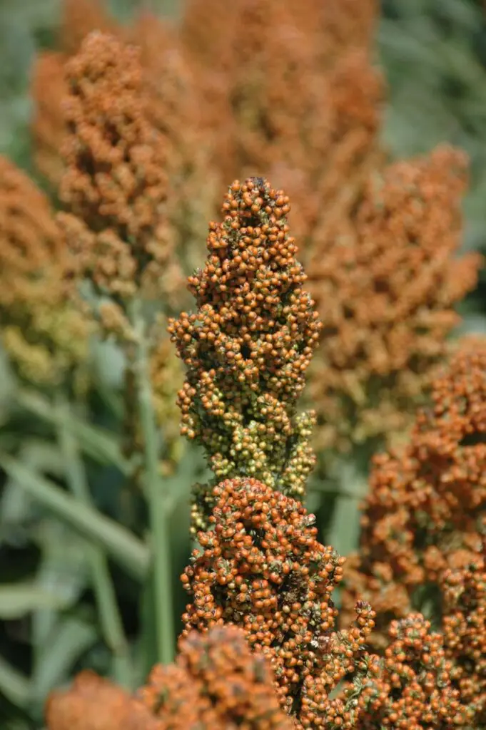 Sorghum