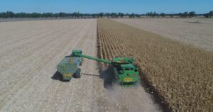 Combining xenia male sterility and synchronous pollination to improve maize grain yield