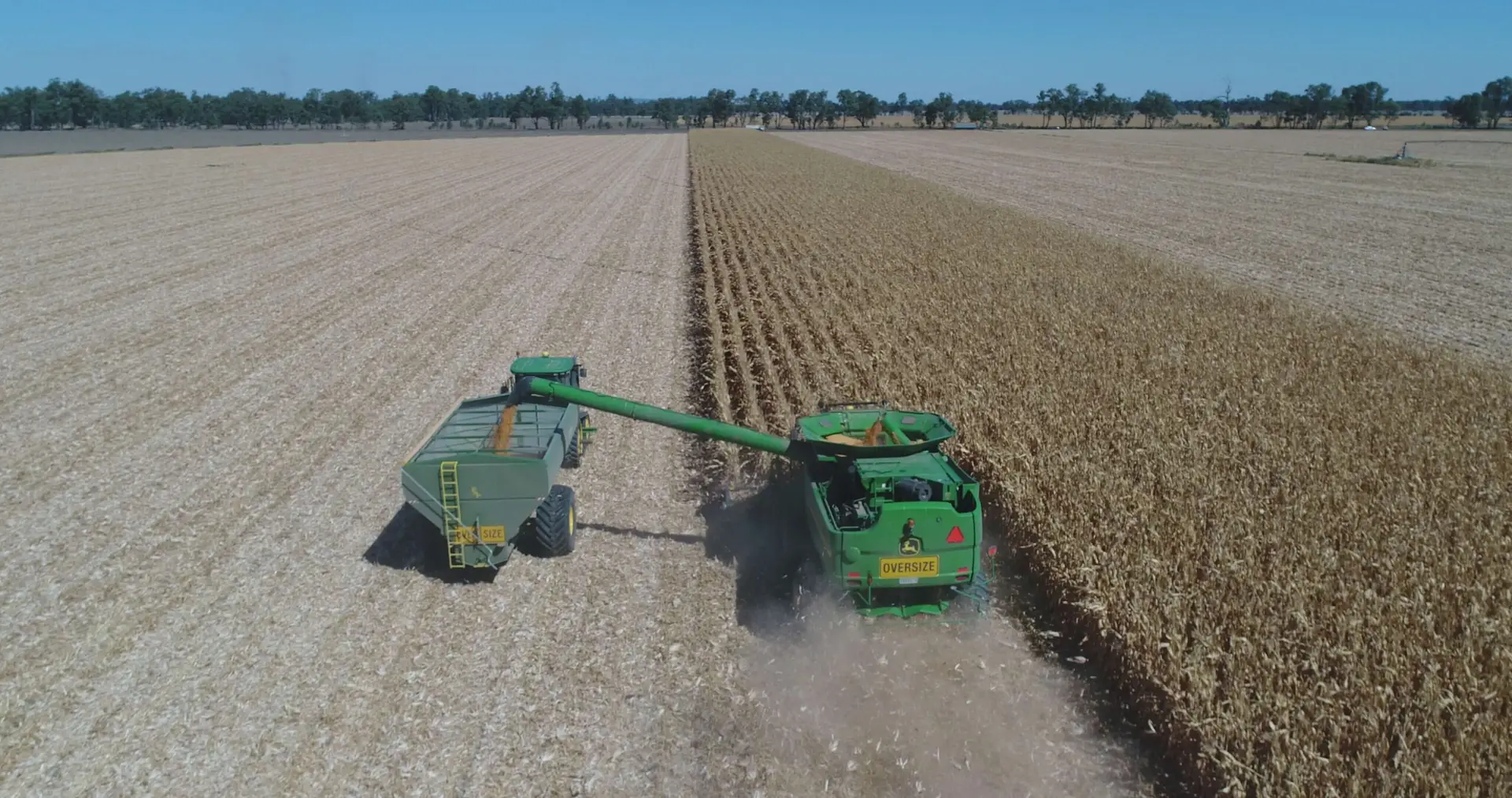 Read more about the article Combining xenia male sterility and synchronous pollination to improve maize grain yield